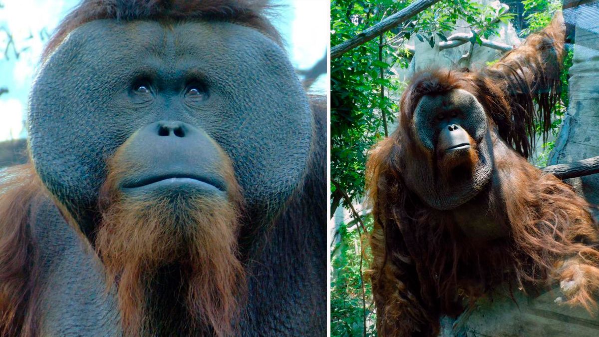 Fallece a los 29 años el orangután “Toto” criado en Zoológico de Chapultepec