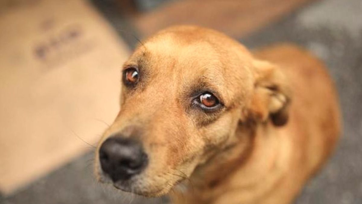 Piden no regalar mascotas en Navidad o Día de Reyes