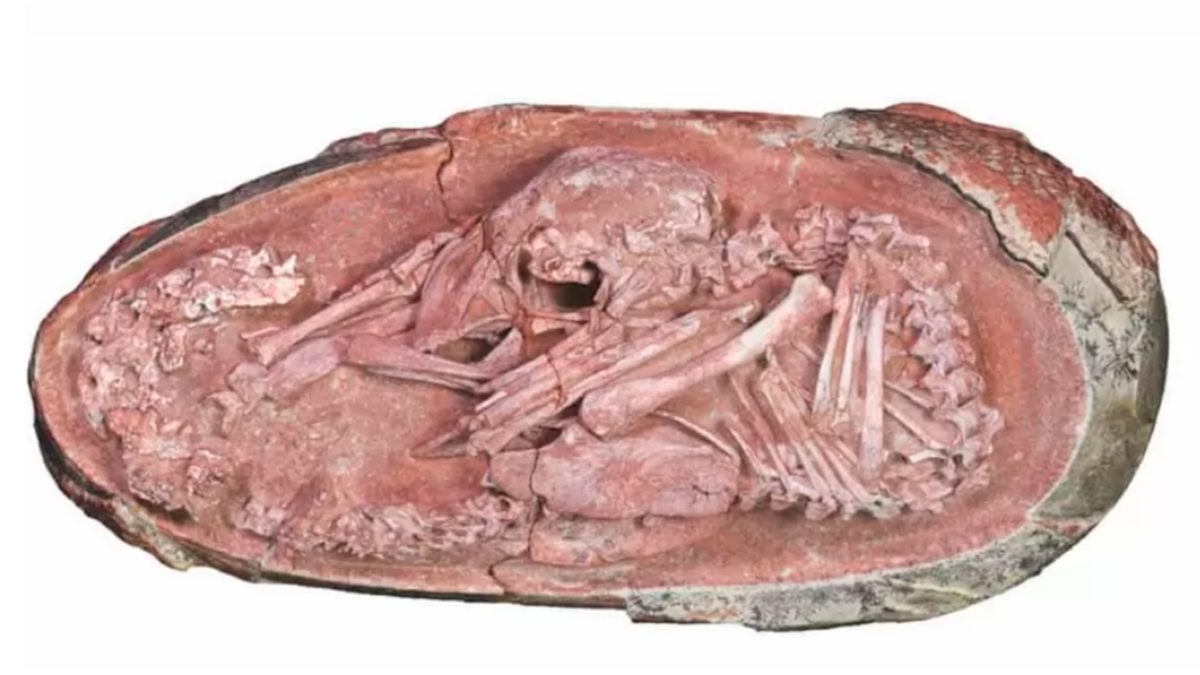 Encuentran un extraño embrión de dinosaurio en China