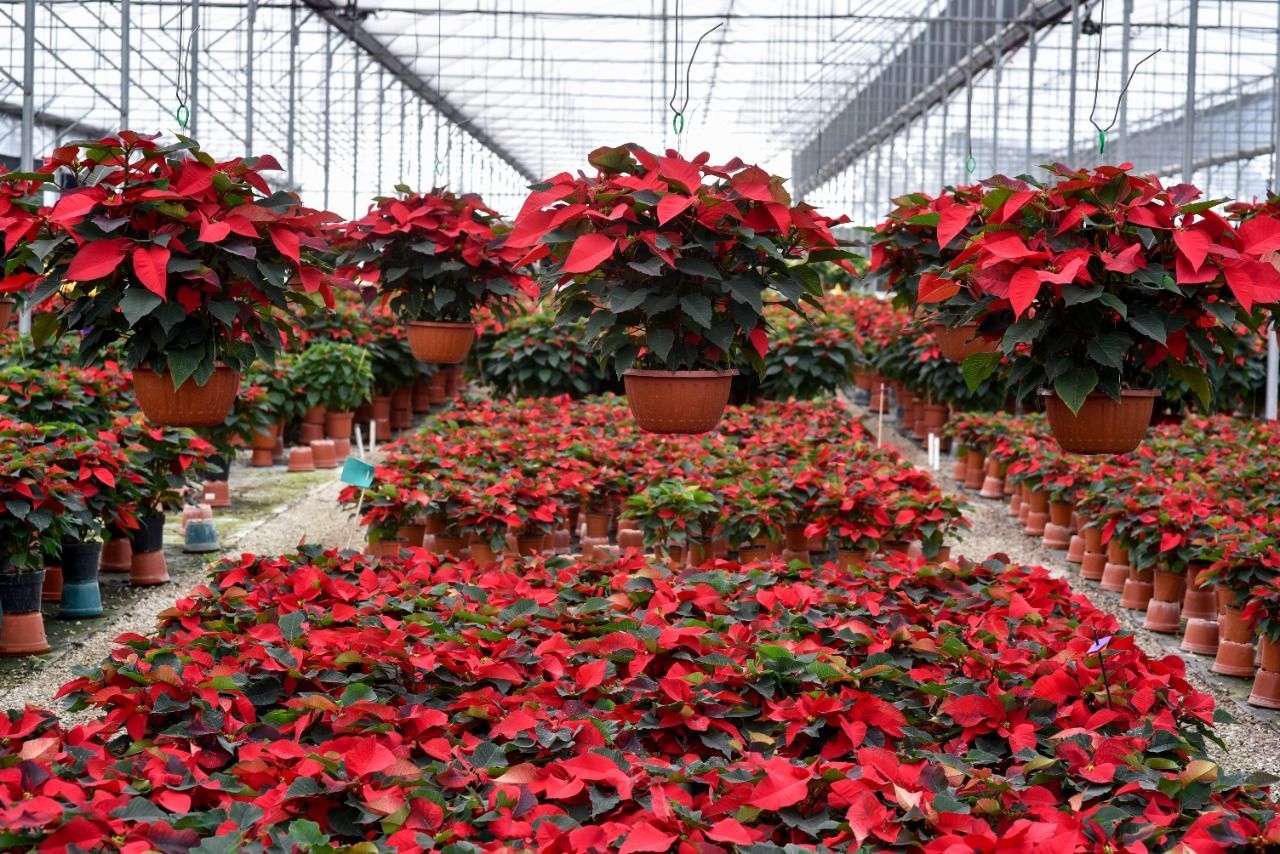 Más de 20 especies de nochebuenas se producen en Morelos