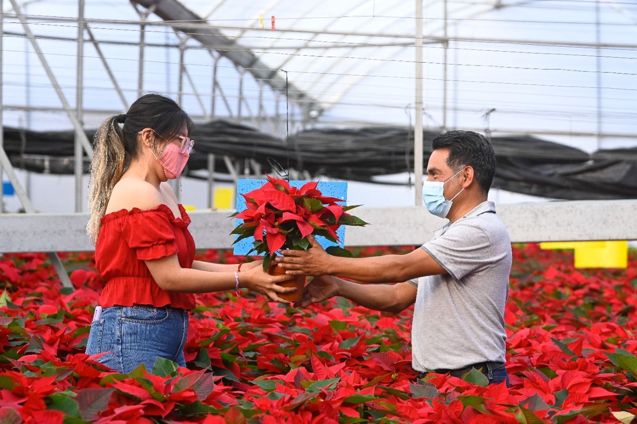 Morelos es el principal estado productor de nochebuena a nivel nacional