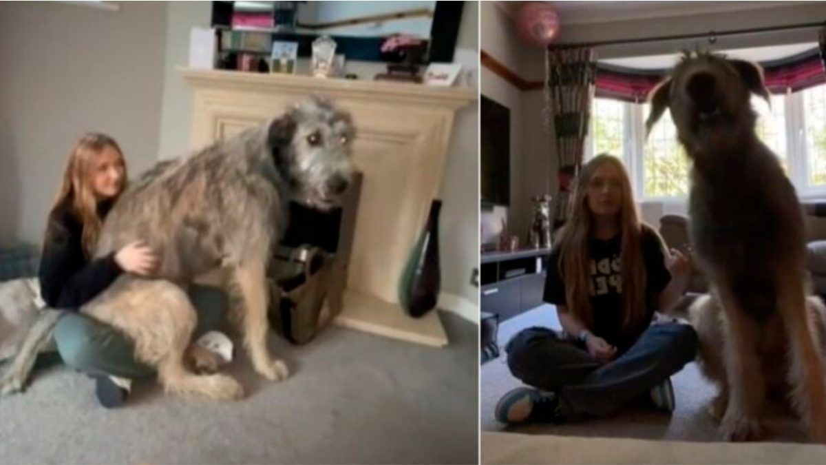 Familia se sorprende al ver crecer a su perrito de “raza pequeña”