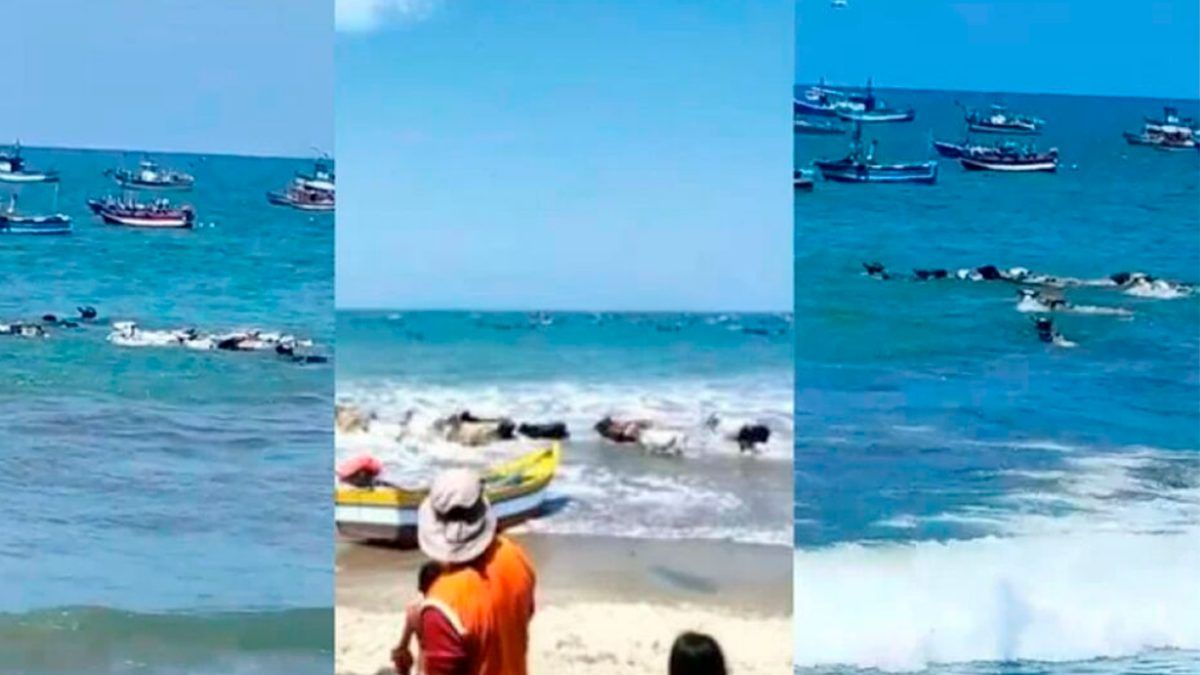 Grupo de vacas relajan en el mar de Tumbes en Perú