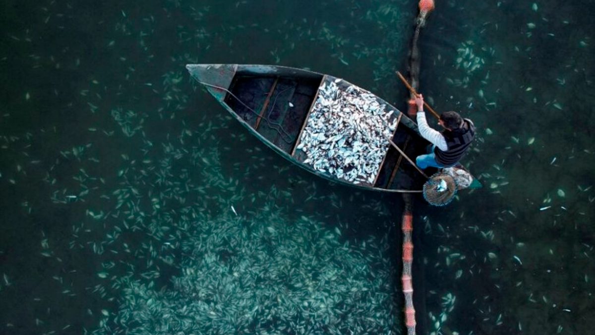 Mueren peces por intensas nevadas en Grecia