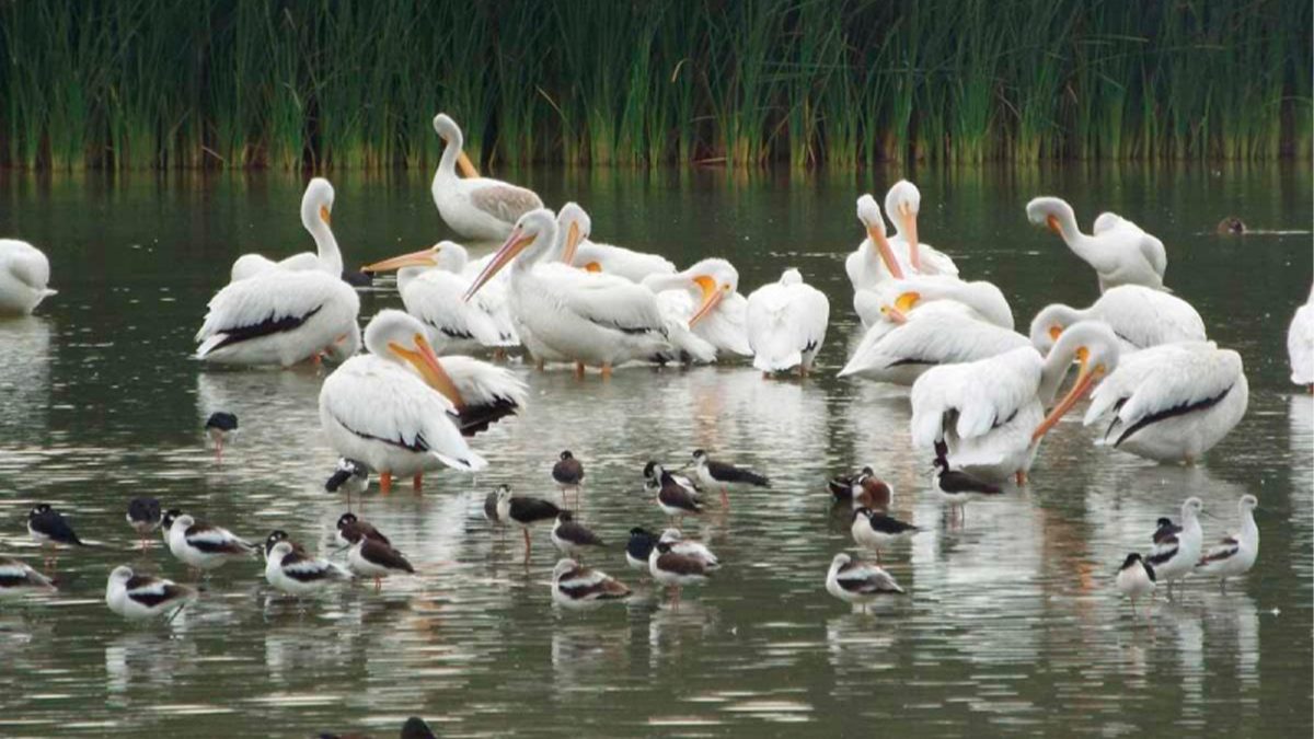 Arriban decenas de pelícanos blancos a la Ciudad de México