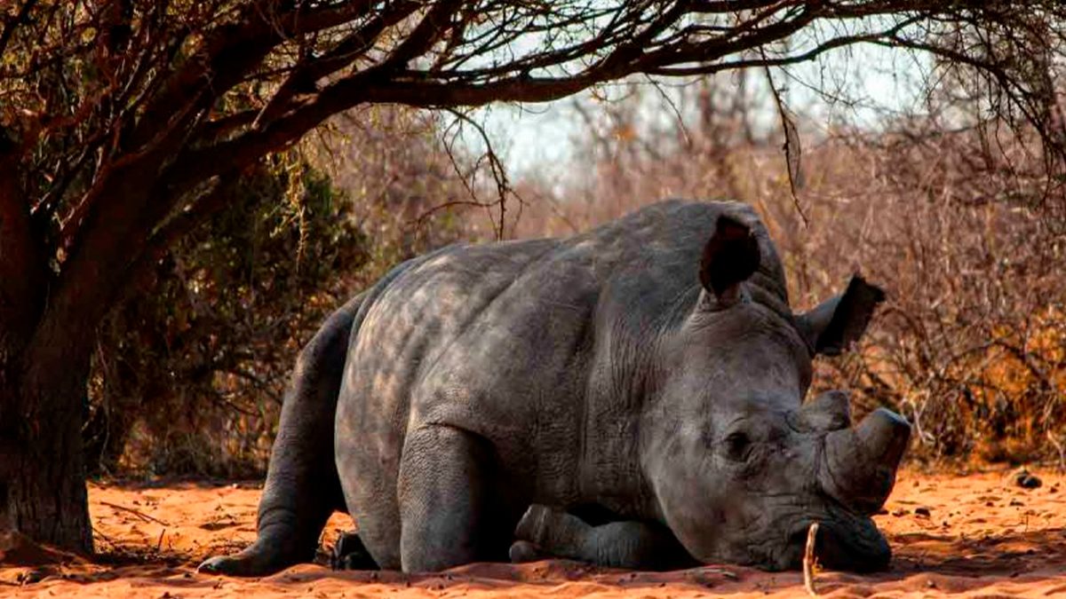 Vuelve rinoceronte a la naturaleza en Sudáfrica