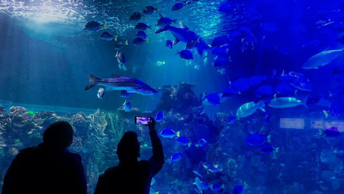 Investigan ahogamiento de bióloga en estanque de Acuario Inbursa