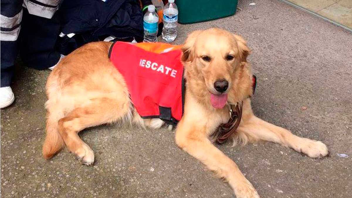 Fallece la perrita rescatista Nalah que ayudó en el sismo del 19S