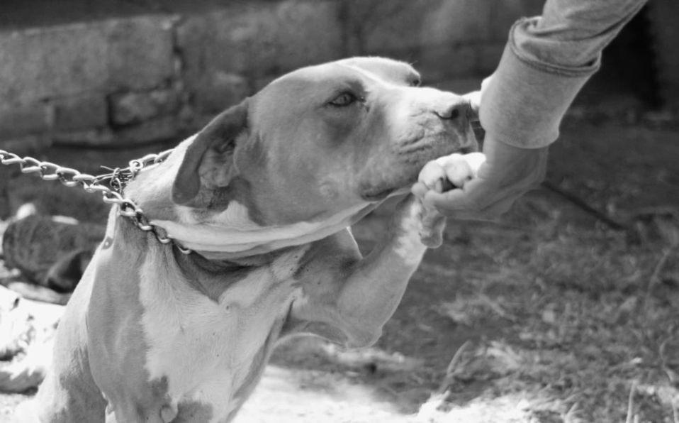 Tras asesinar a un perro, hombre es sentenciado a prisión en Puebla