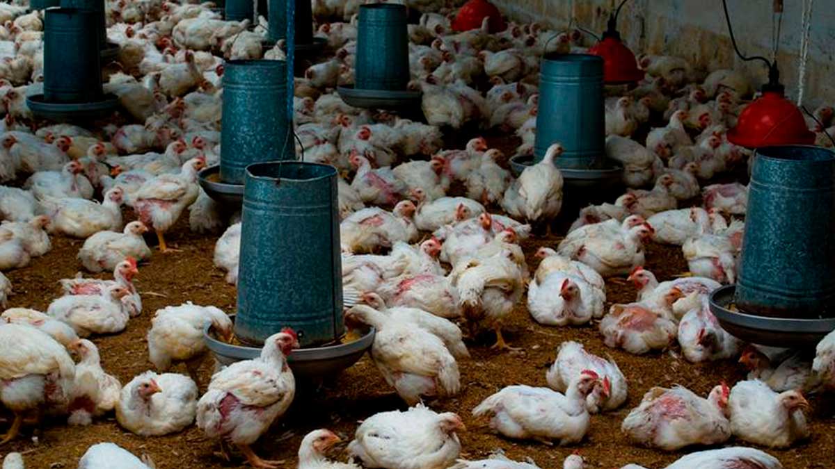 Detectan primer caso humano de gripe aviar H5 en Estados Unidos