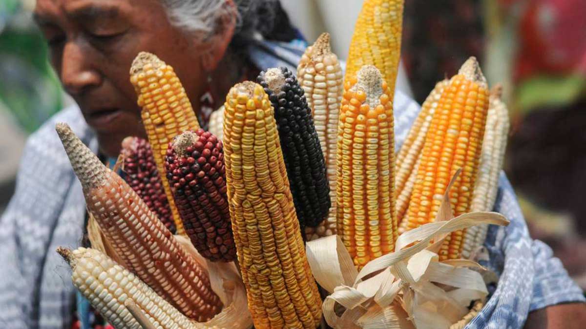 Plantea AMLO la producción autoconsumo ante inflación