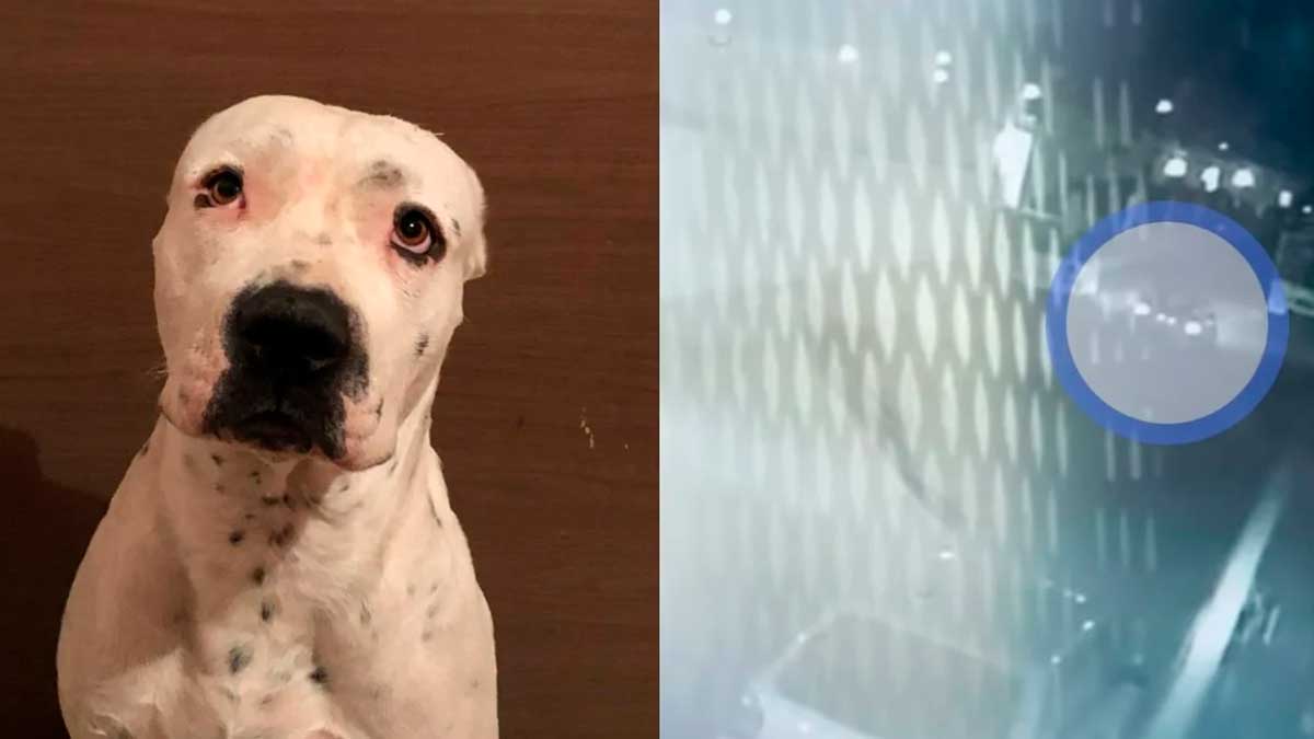 Reportan otro caso de maltrato animal en Querétaro