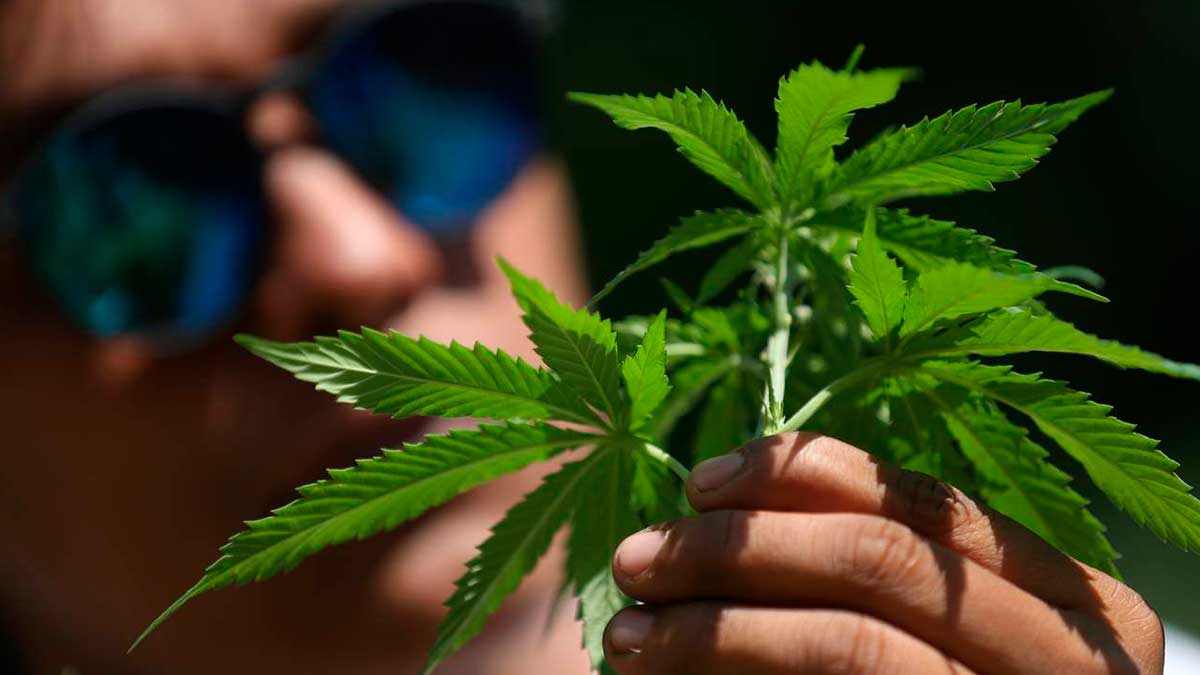 Permite Oaxaca uso recreativo de marihuana