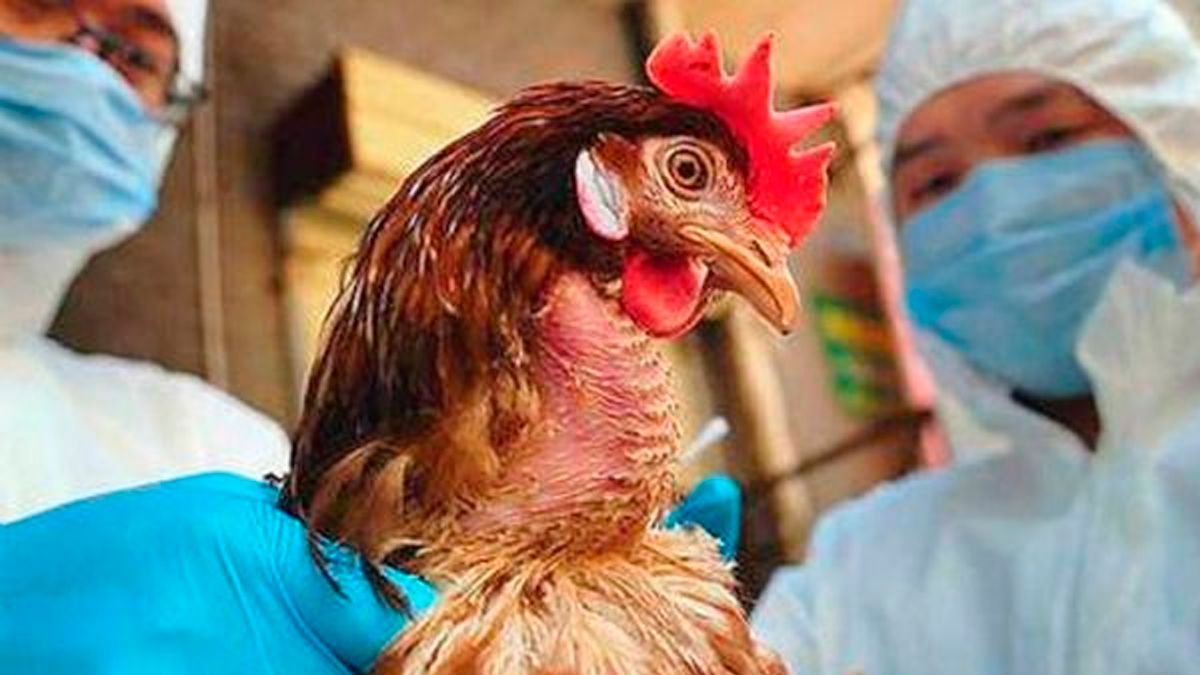 Registran el primer caso de gripe aviar H3N8 en China