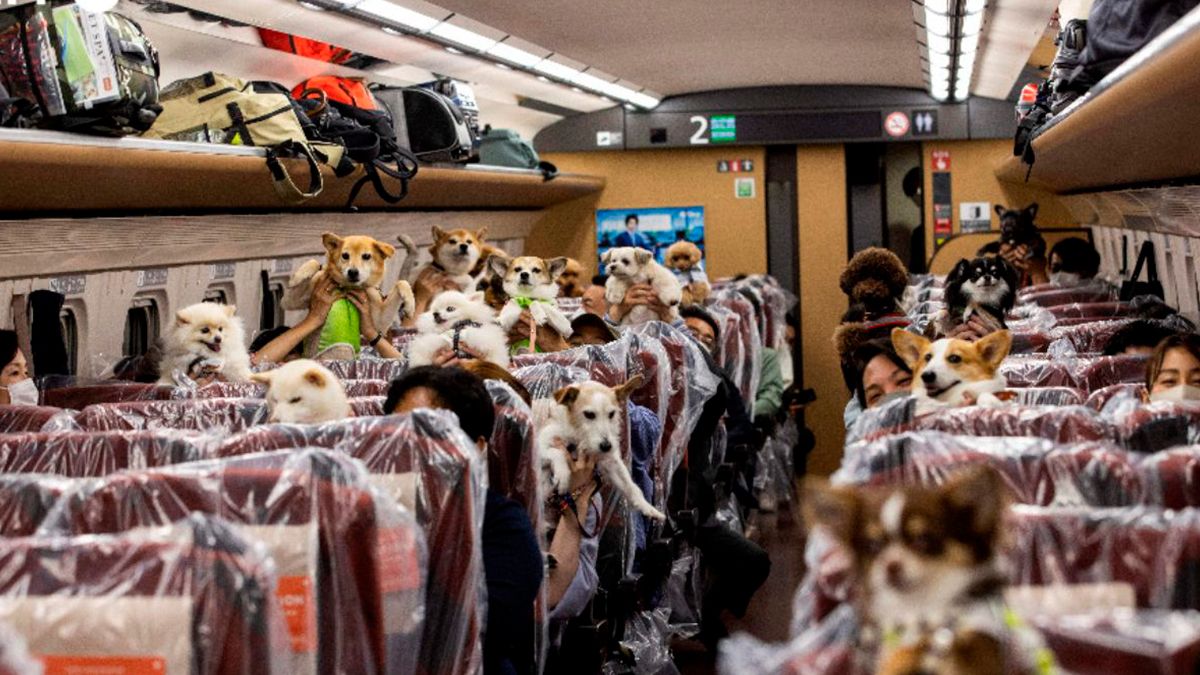 Vacacionan perritos en exclusivo vagón de tren en Japón