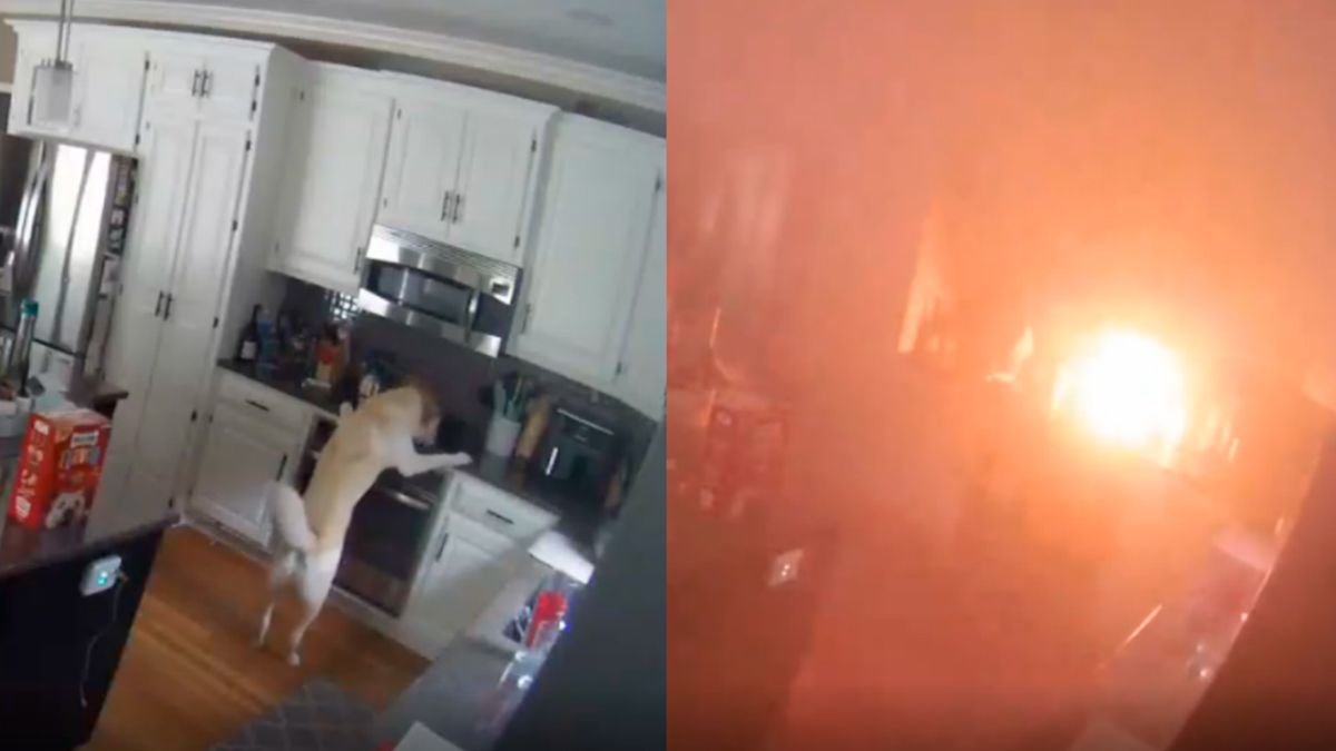 Provoca perro un incendio en su hogar en Estados Unidos