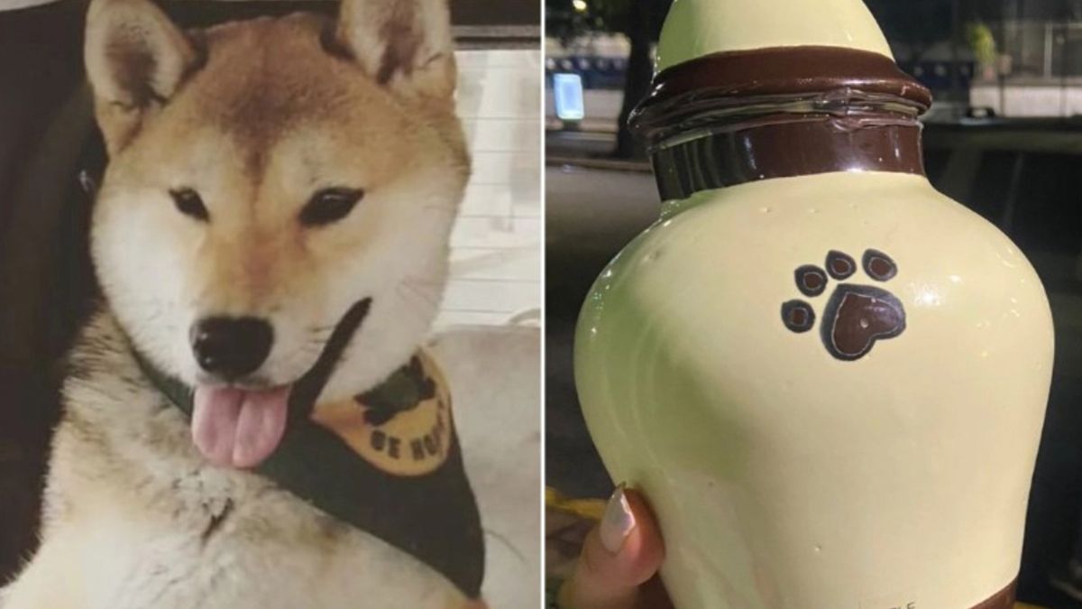 “Maple”, perrito que asistió a un campamento y lo regresaron en cenizas