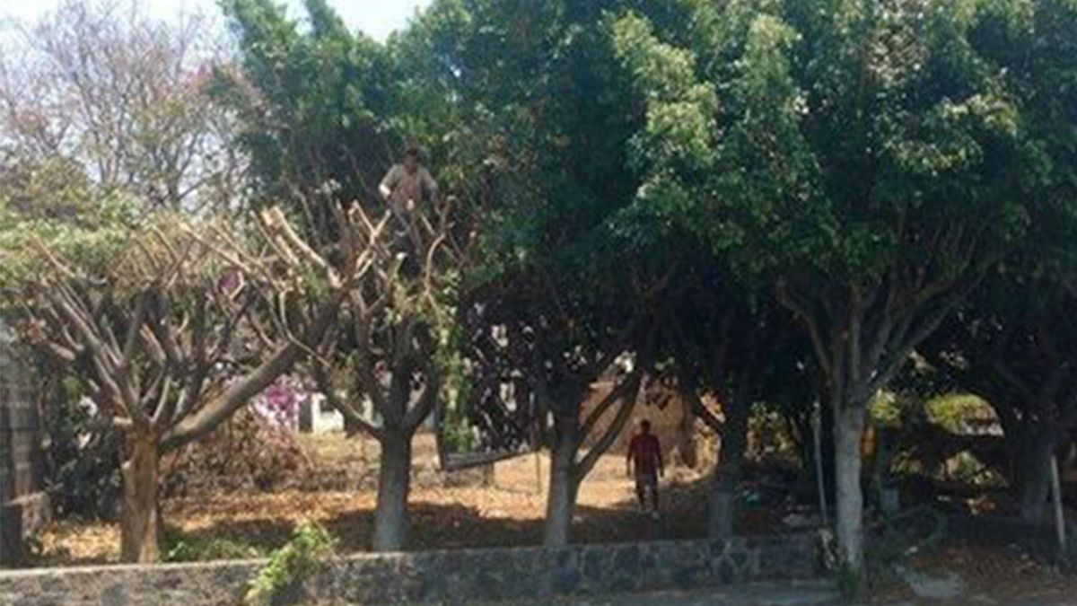 Ficus: en riesgo de extinción