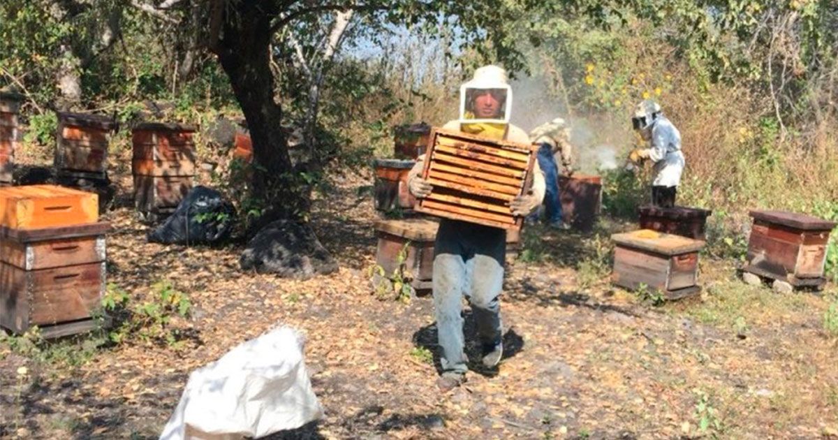 Morelos produce miel en Áreas Naturales Protegidas 24 Morelos