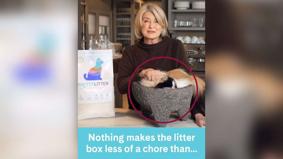 Video de gato en molcajete causa polémica en redes 24 Morelos